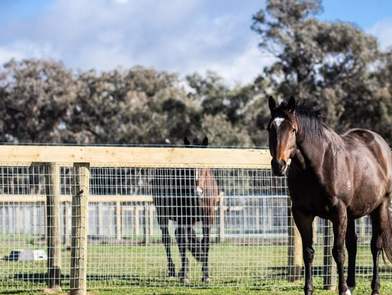 Equine Fencing Horse behind FastlockFence