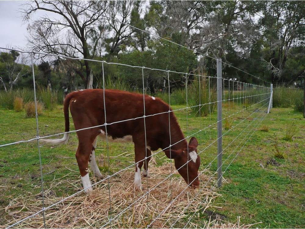 Stock fencing Cattle behind Fastlock