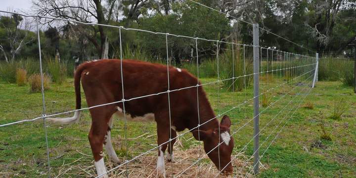 Stock fencing Cattle behind Fastlock
