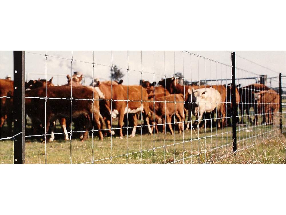 Stock fencing, Cattle Behind Griplock