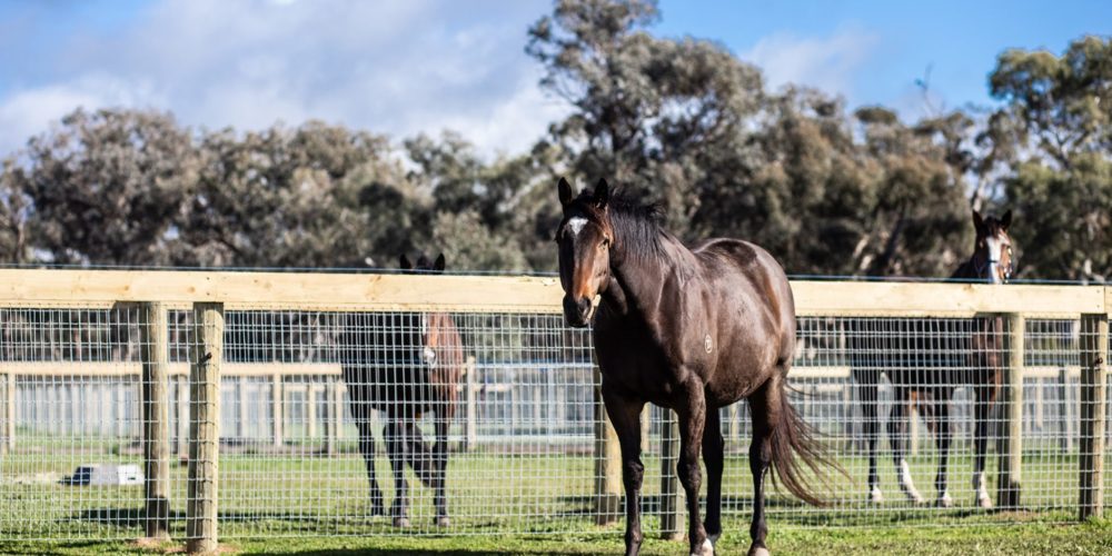 Southern Wire Horse Fence Laceby Lodge